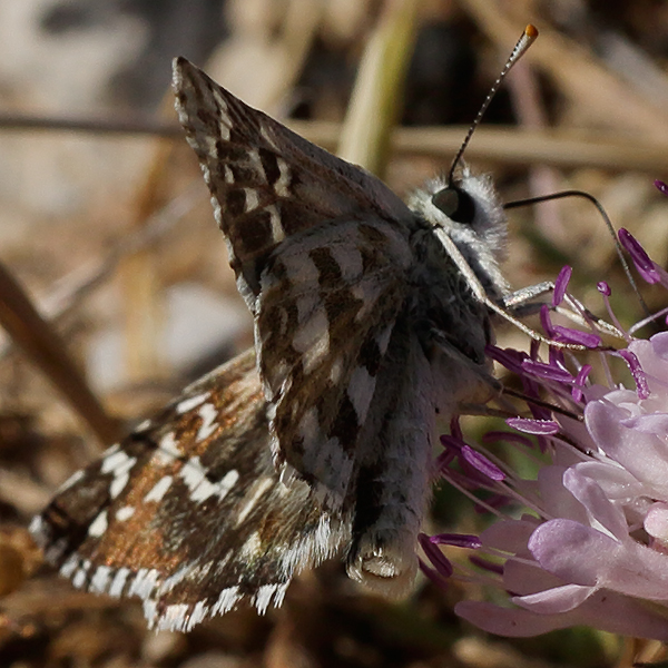 Pyrgus alveus (insigniamiscens)