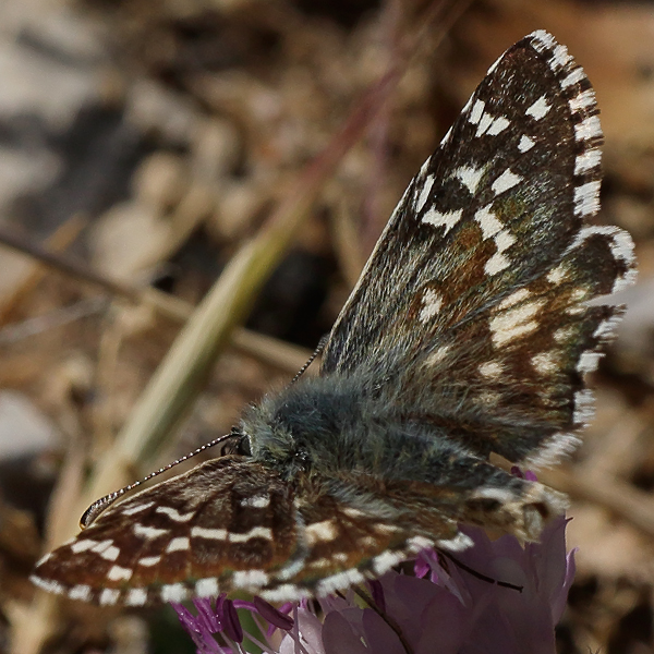 Pyrgus alveus (insigniamiscens)