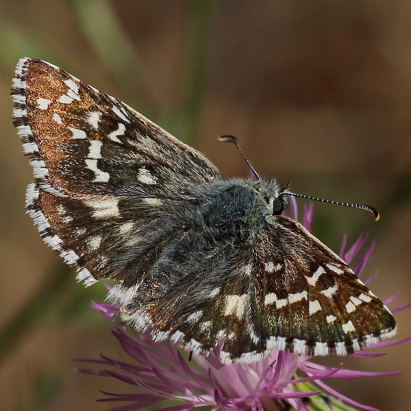 Pyrgus alveus (insigniamiscens)