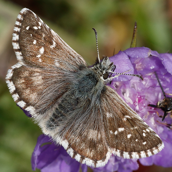 Pyrgus carlinae