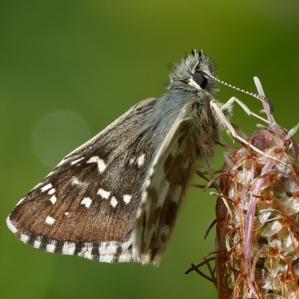 Pyrgus alveus