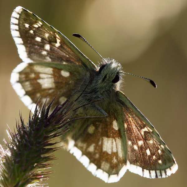 Pyrgus serratulae