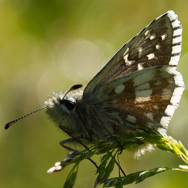 Pyrgus serratulae