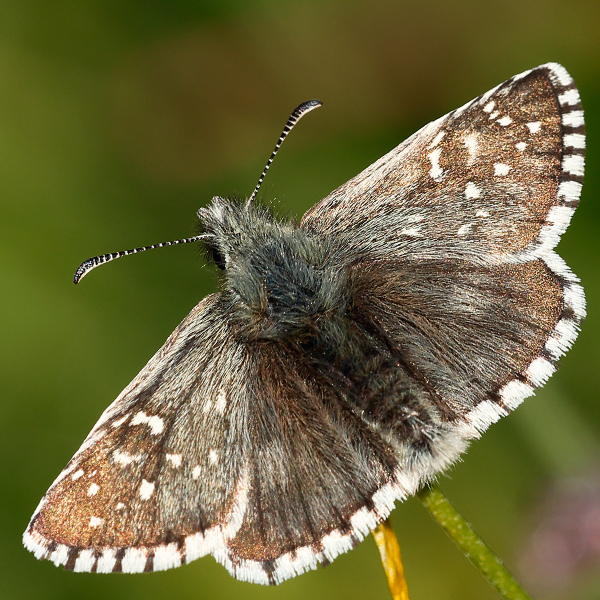 Pyrgus serratulae