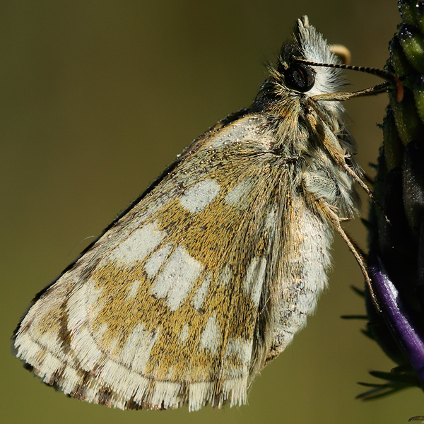 Pyrgus serratulae