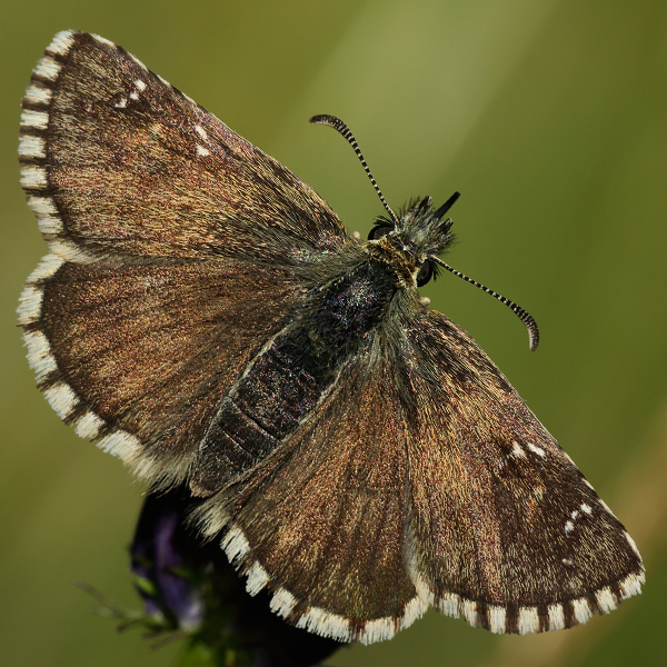 Pyrgus serratulae