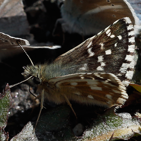 Pyrgus carlinae