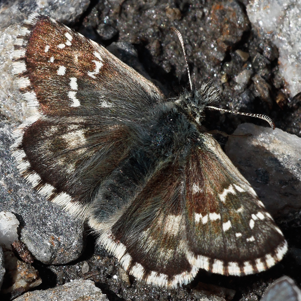 Pyrgus carlinae