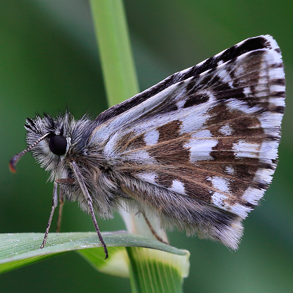 Pyrgus carlinae