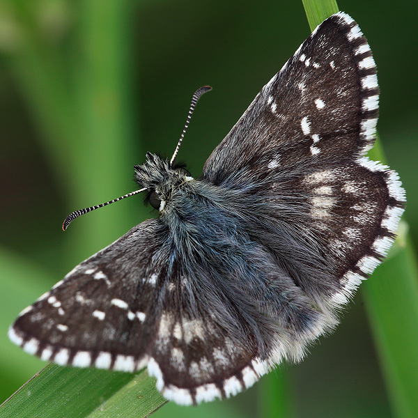 Pyrgus carlinae