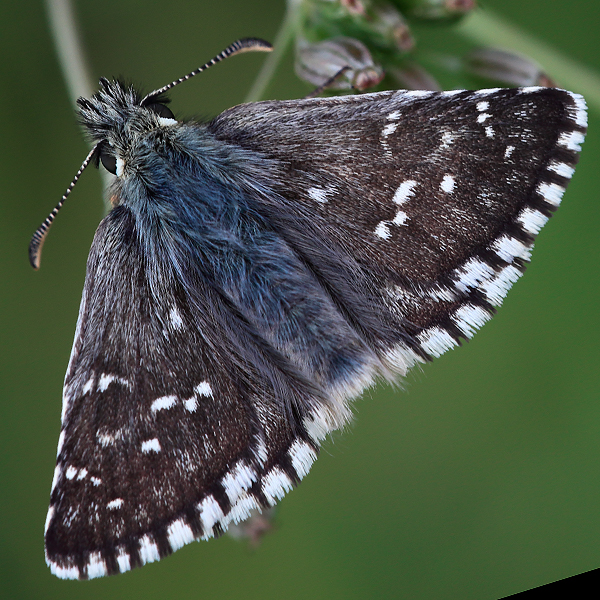 Pyrgus carlinae