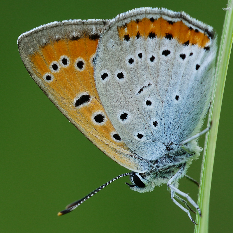 Lycaena dispar (burdigalensis)