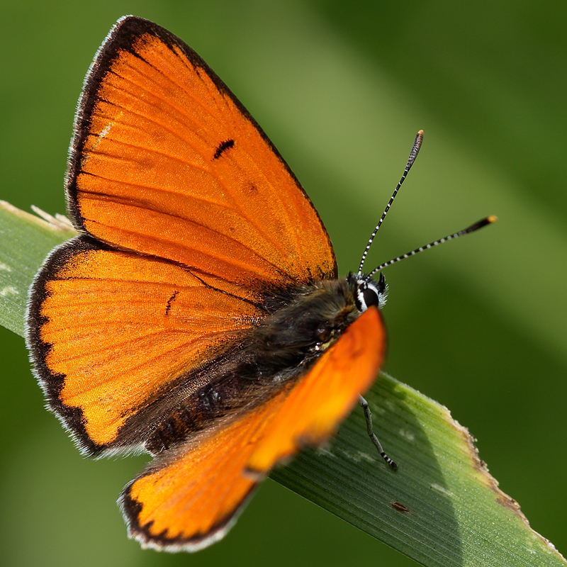 Lycaena dispar (burdigalensis)