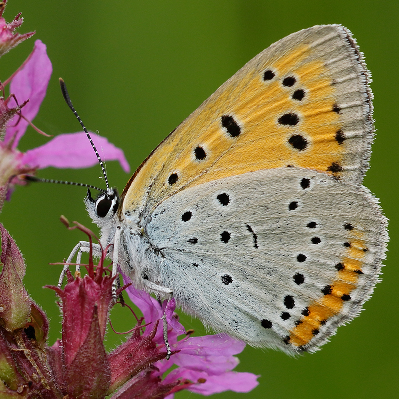 Lycaena dispar (carueli)