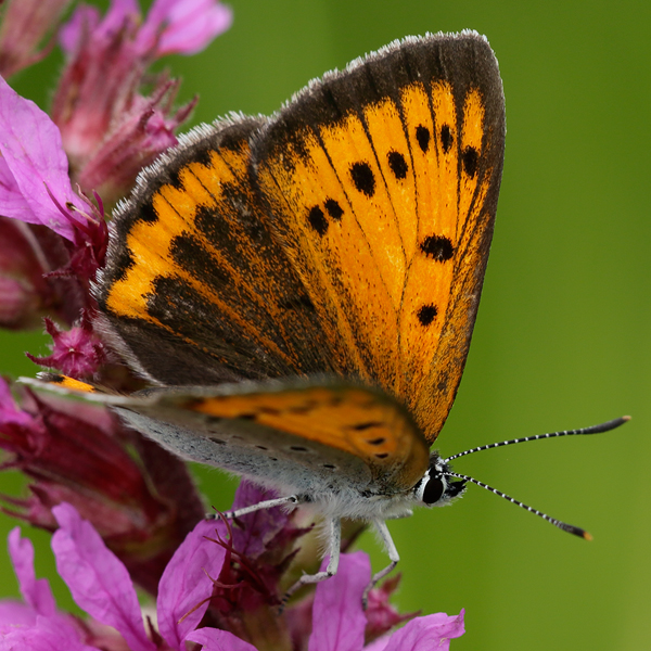 Lycaena dispar (carueli)