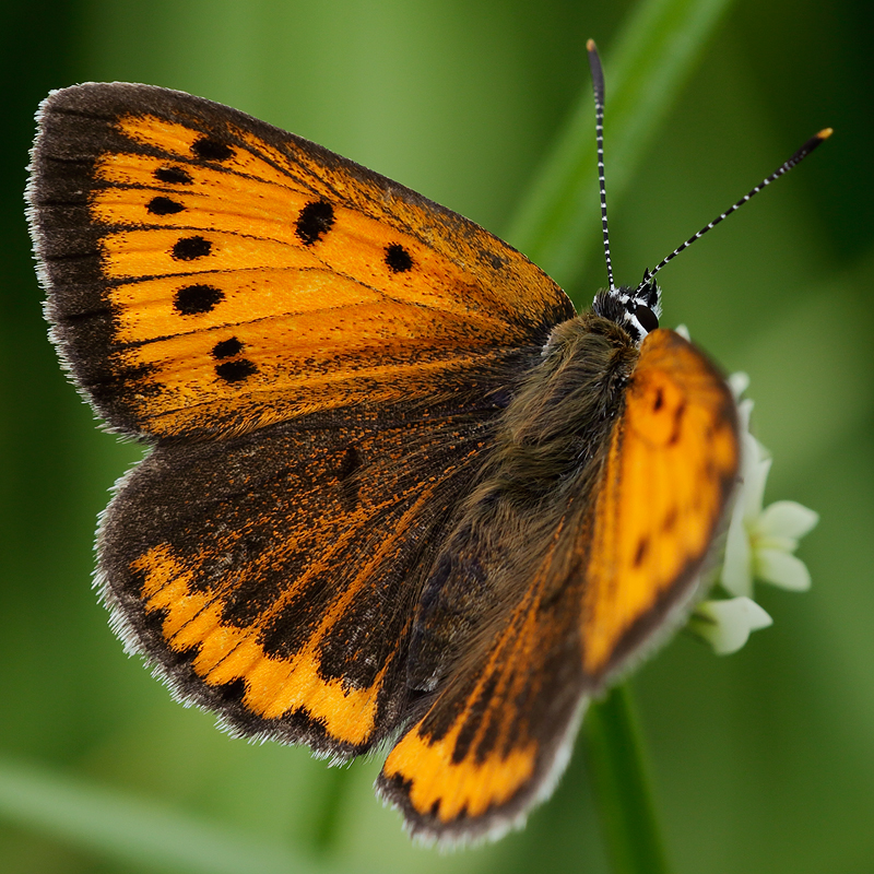 Lycaena dispar (carueli)