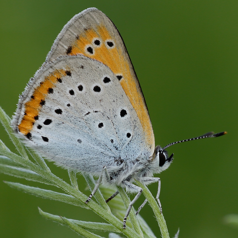 Lycaena dispar (carueli)