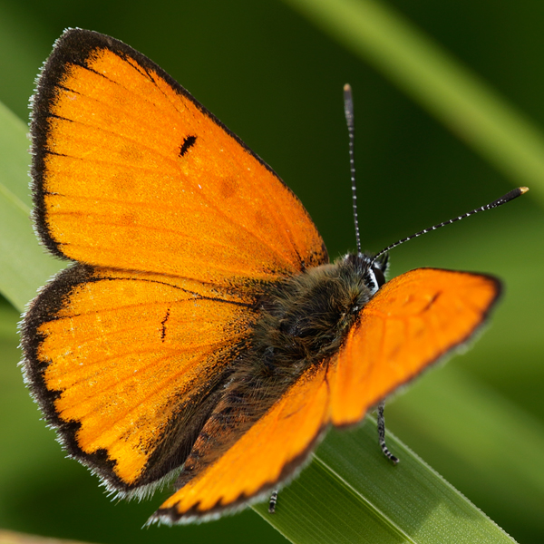 Lycaena dispar (carueli)