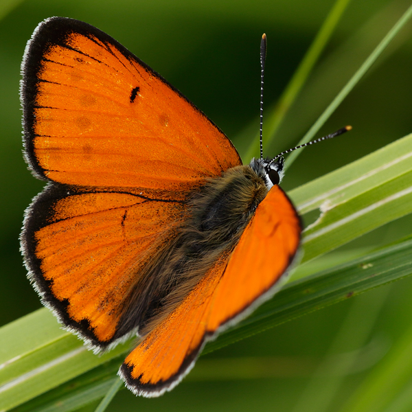 Lycaena dispar (carueli)