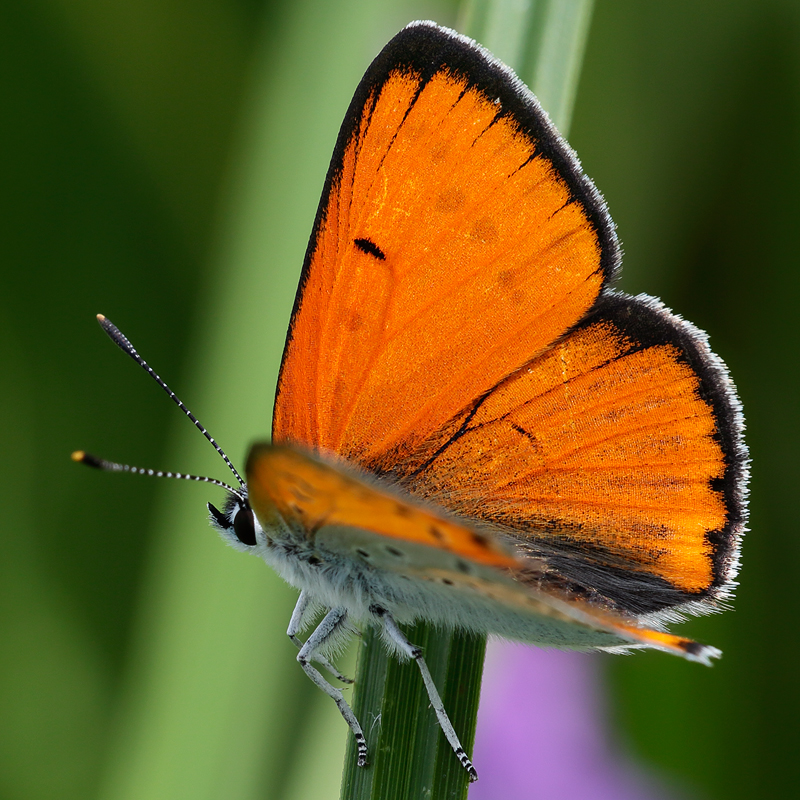 Lycaena dispar (carueli)