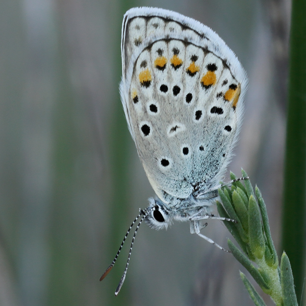 Kretania hesperica