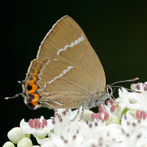 Satyrium w-album