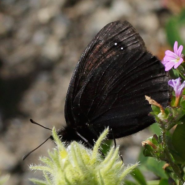 Erebia lefebfrei