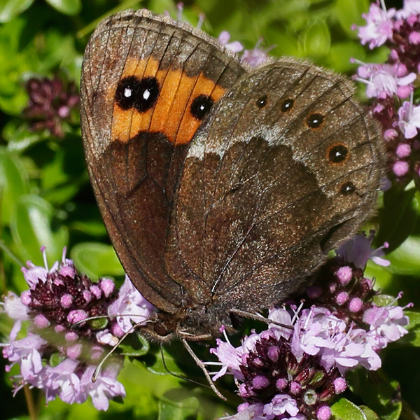 Erebia palarica