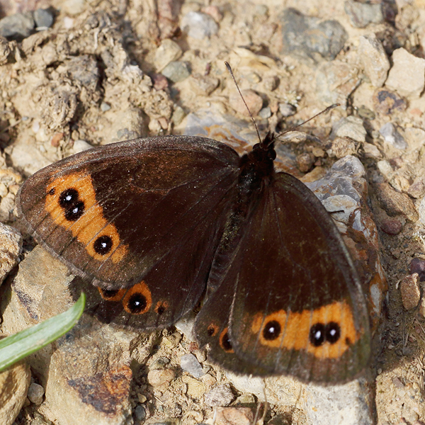 Erebia palarica