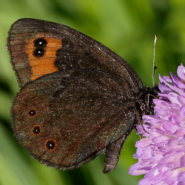 Erebia palarica