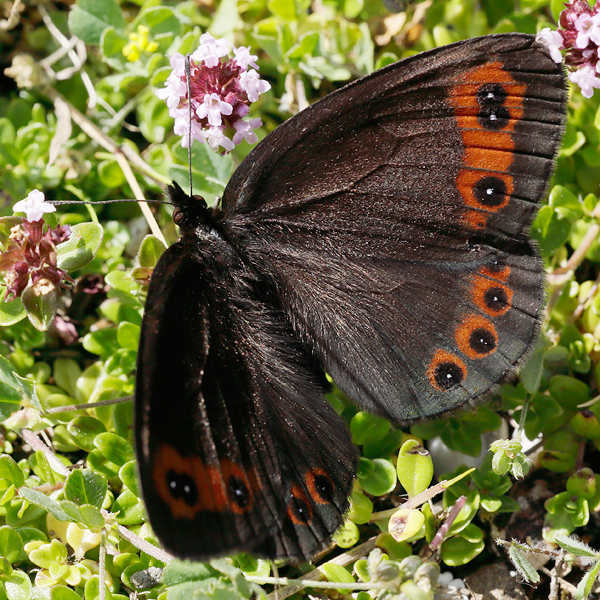 Erebia palarica