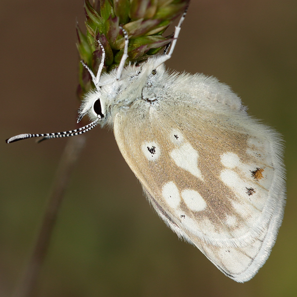 Plebejus pyrenaicus (asturiensis)