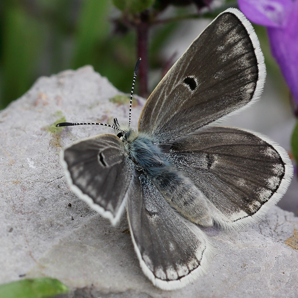 Plebejus pyrenaicus (asturiensis)