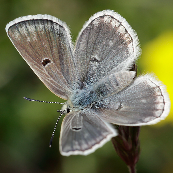 Plebejus pyrenaicus (asturiensis)