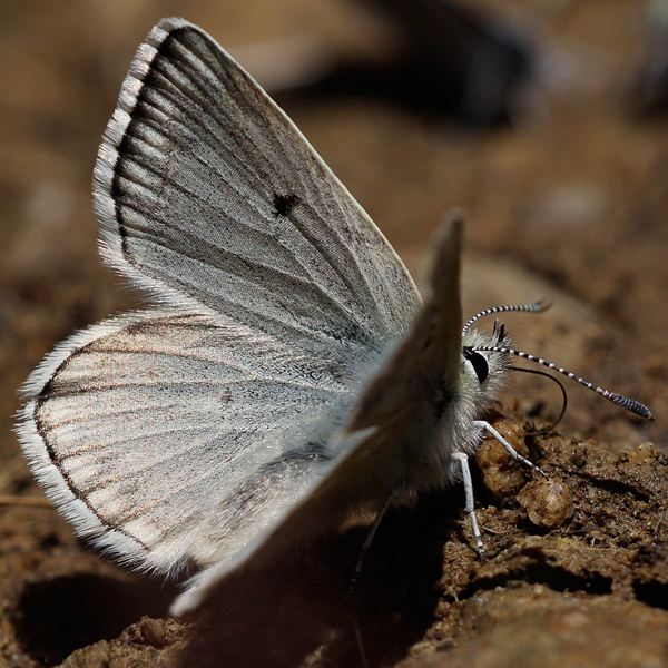 Plebejus pyrenaicus (asturiensis)