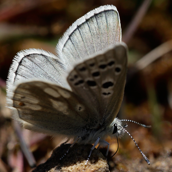 Plebejus pyrenaicus (asturiensis)