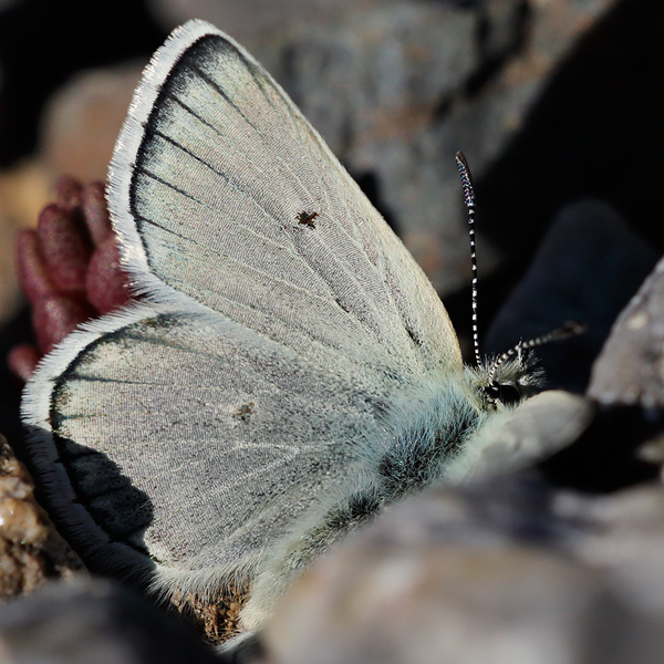 Plebejus pyrenaicus (asturiensis)