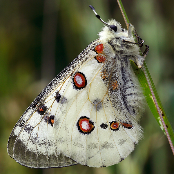 Parnassius apollo