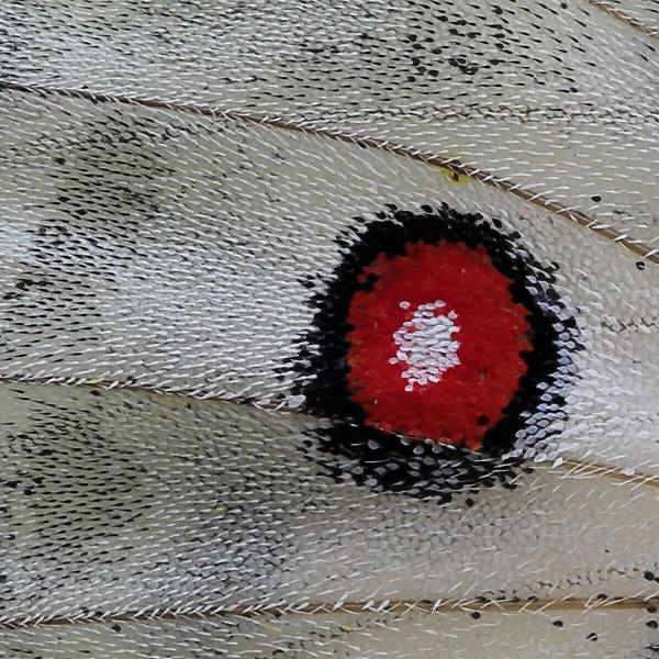 Parnassius apollo