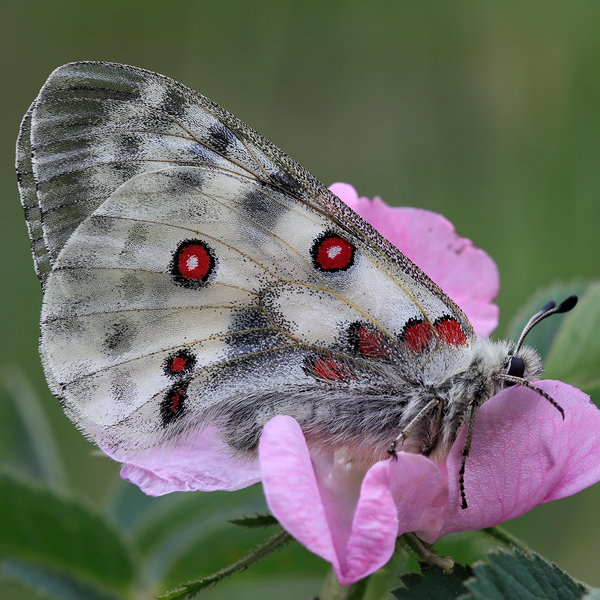 Parnassius apollo