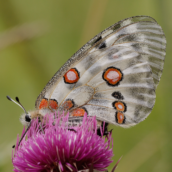 Parnassius apollo