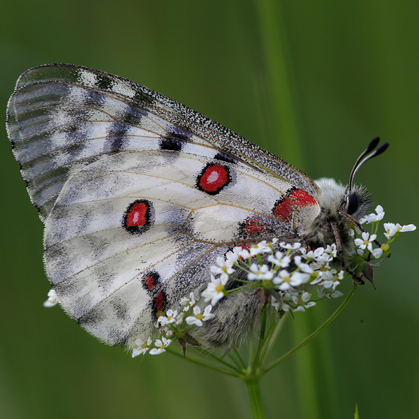 Parnassius apollo