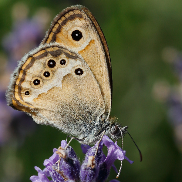 Coenonympha dorus