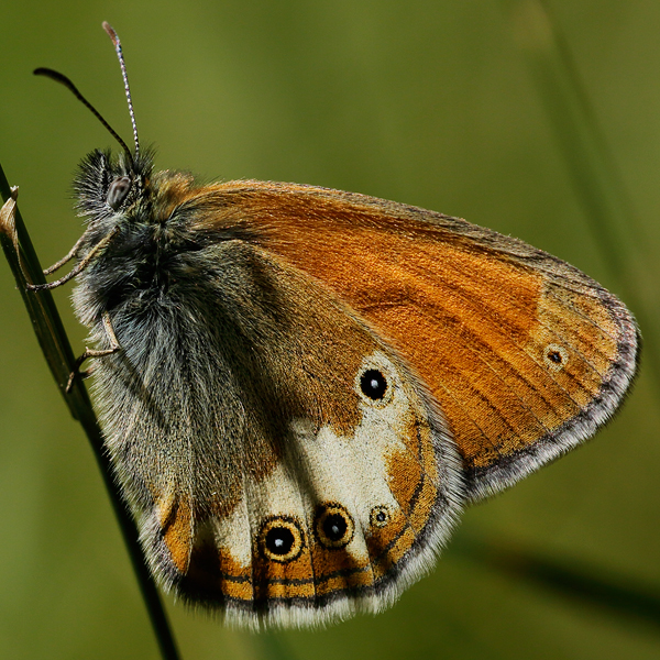 Coenonympha dorus