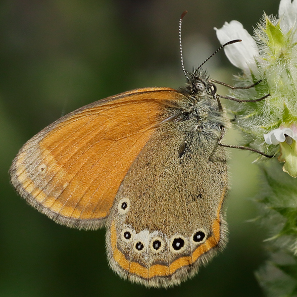 Coenonympha iphioides