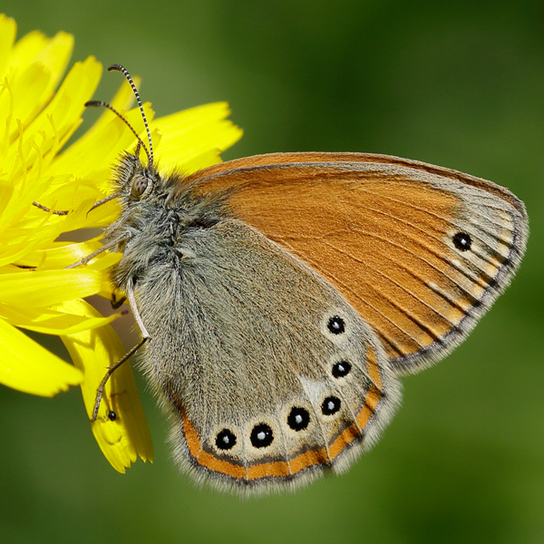 Coenonympha iphioides