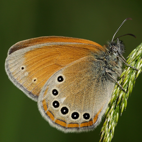 Coenonympha iphioides