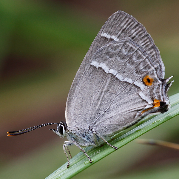 Neozephyrus quercus