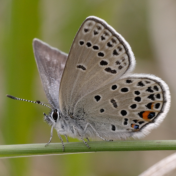 Plebejus optilete