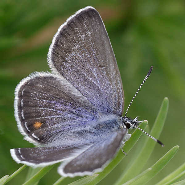 Plebejus optilete